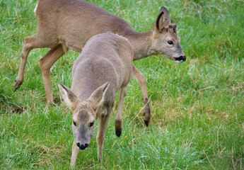roe deer feeding in a field of green winter grass