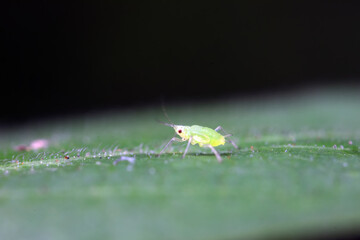 Aphids crawling on wild plants, North China