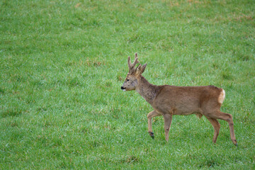Buck roe deer feeding in a field of green winter grass