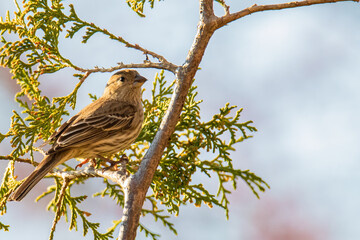 Female House Finch on a Branch Surrounded by Green Foliage in Spring