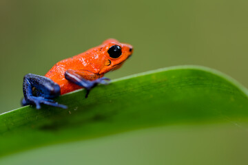 Tiny Strawberry Poison-dart Frog (Oophaga Pumilio) with black eye, red and blue skin with black spots. Ready to jump from a green leave and a blurred background in the rainforest