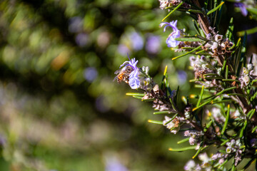 Honey Bee on Rosemary Flower in Garden
