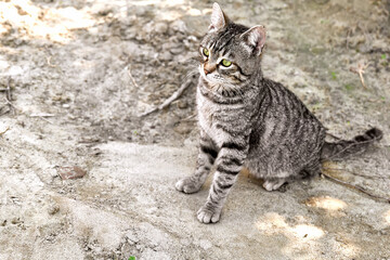 Close up portrait of young gray striped cat outdoors. Household pet, green eyes.
