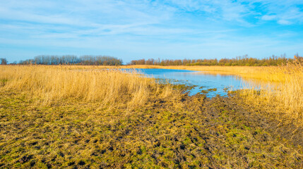 Reed along the edge of a lake in wetland under a bright blue cloudy sky in winter, Almere, Flevoland, The Netherlands, February 21, 2021