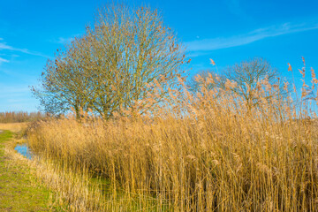 Field with reed, bushes and trees in wetland under a blue cloudy sky in sunlight in winter, Almere, Flevoland, The Netherlands, February 21, 2021