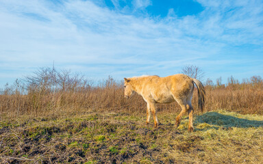 Horse along a path in a field with reed, bushes and trees in wetland under a blue cloudy sky in sunlight in winter, Almere, Flevoland, The Netherlands, February 21, 2021