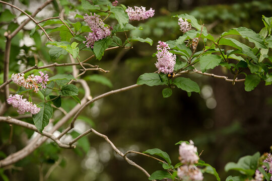 Close Up Of Pink Spring Tree Flowers At Nikko Yuko Japanese Gardens