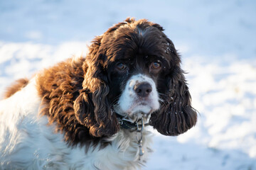 Springer and cocker spaniel dog muzzle close-up portrait. Long ears in a hunting dog. White snow in...