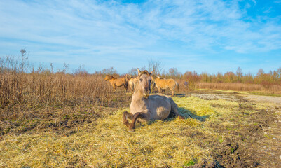 Horses along a path in a field with reed, bushes and trees in wetland under a blue cloudy sky in sunlight in winter, Almere, Flevoland, The Netherlands, February 21, 2021 © Naj