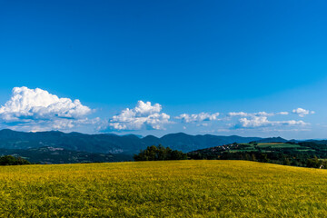 Fototapeta premium A yellow wheat field in the French Alps mountains in summer