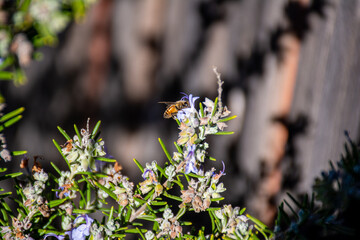 Honey Bee on Rosemary Flower in Garden