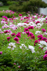 Rows of beautiful spring rose blossoms in garden