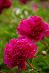 Close up of deep pink rose blossom
