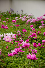 Rows of beautiful spring rose blossoms in garden