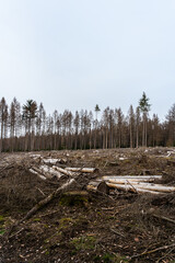 Forest dieback as a result of climate change in the Westerwald, Germany