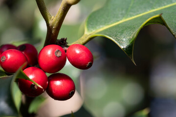 Detail of a branch of holly with red berries