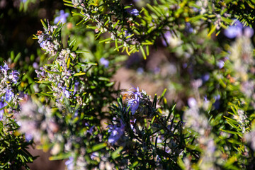 Honey Bee on Rosemary Flower in Garden