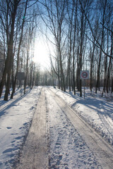 Forest road in the forest by the lake