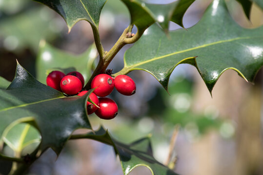 Detail of a branch of holly with red berries