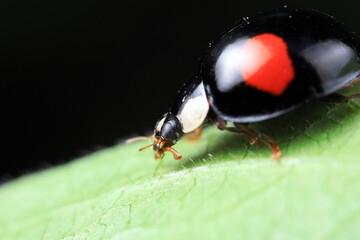 Ladybugs crawling on wild plants, North China