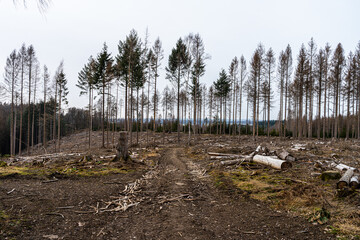 Forest dieback as a result of climate change in the Westerwald, Germany