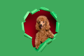 Cute little red poodle on a green background