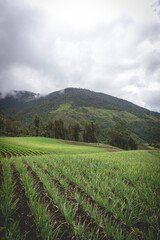 Fototapeta na wymiar Image of a long onion crop in Tenerife, El cerrito Valle del Cauca Colombia. The Colombian Andes.