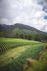 Image of a long onion crop in Tenerife, El cerrito Valle del Cauca Colombia. The Colombian Andes.