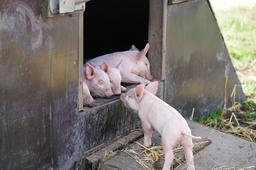 Bioschweinehaltung - kleine Ferkel in einer Outdoor-Schweinehütte, Symbolfoto.