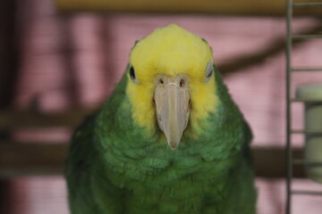 yellow and green parrot, CLOSE UP OF THE FACE