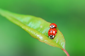 Two ladybugs mate in nature, North China