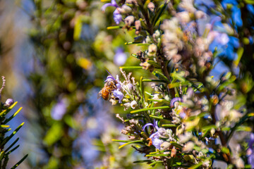 Honey Bee on Rosemary Flower in Garden