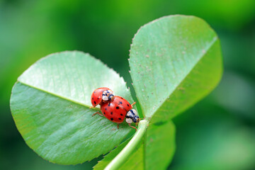 Two ladybugs mate in nature, North China