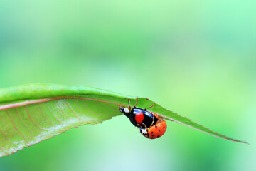 Two ladybugs mate in nature, North China