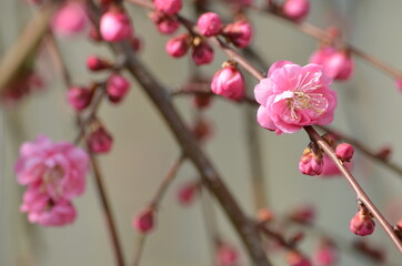 Plum blossoms
