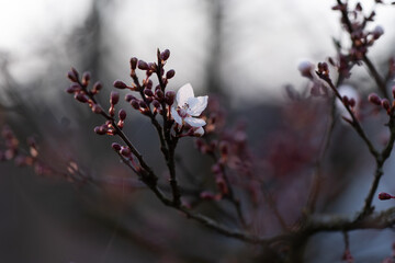 First signs of spring. One open flower on a tree branch. Select focus on the flower. Bokeh effect.