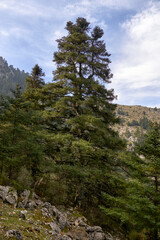 Obraz premium Pinsapos forest (Abies Pinsapo) in the Yunquera fir forest of the Sierra de las Nieves national park in Malaga. Spain
