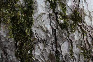 Wood bark with green moss textured background. Horizontal photo