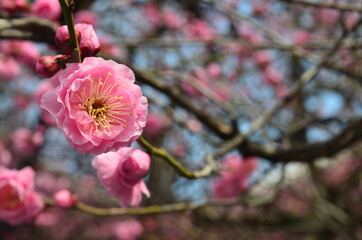 Plum blossoms