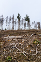 Forest dieback as a result of climate change in the Westerwald, Germany