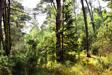 The mediterranean evergreen hard-leaved forest