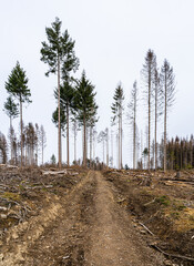 Forest dieback as a result of climate change in the Westerwald, Germany