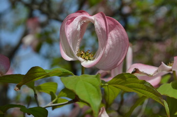 Magnolia