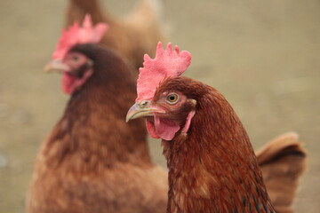poulet