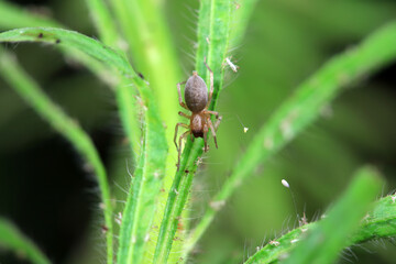 Spiders on wild plants, North China