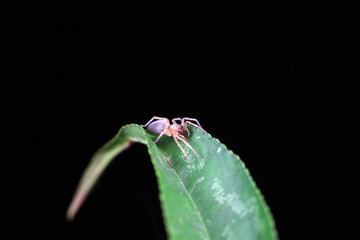 Spiders on wild plants, North China