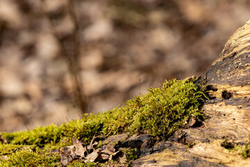 details of moss on a tree