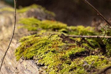 close-up of moss on a tree