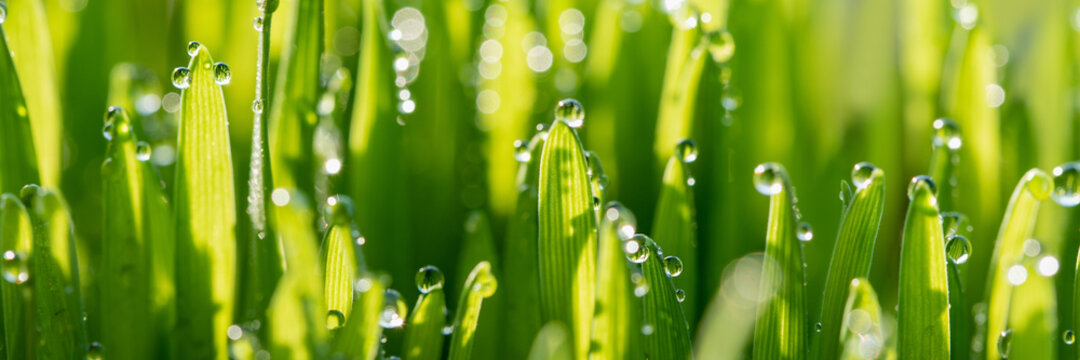 Wet spring green grass backround with dew lawn natural. beautiful water drop sparkle in sun on leaf in sunlight, image of purity and freshness of nature, copy space. macro. shallow DOF. panorama
