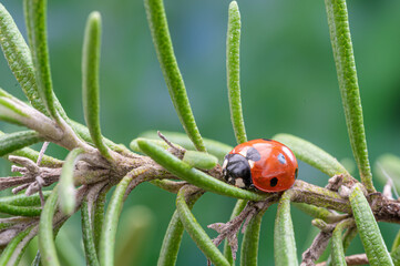 7 spotted ladybird emerging from hibernation and resting on rosemary leaves